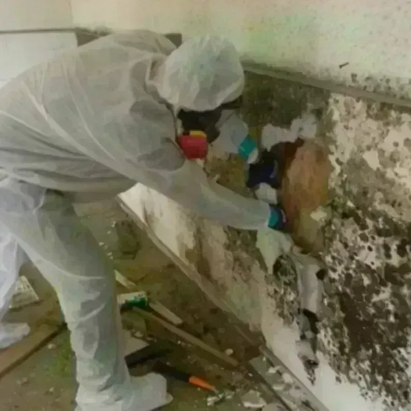 Mold Remediation and Removal in Antwerp, OH